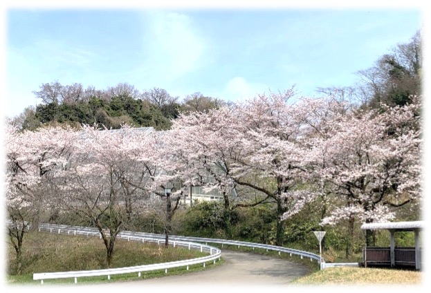 角間キャンパスの桜並木