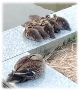 金沢駅の池にたたずむ親ガモと子ガモ