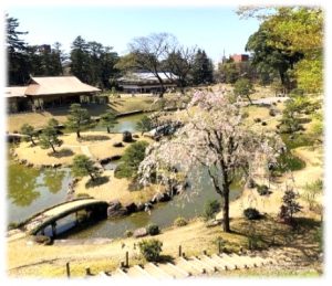 桜の季節の玉泉院丸庭園